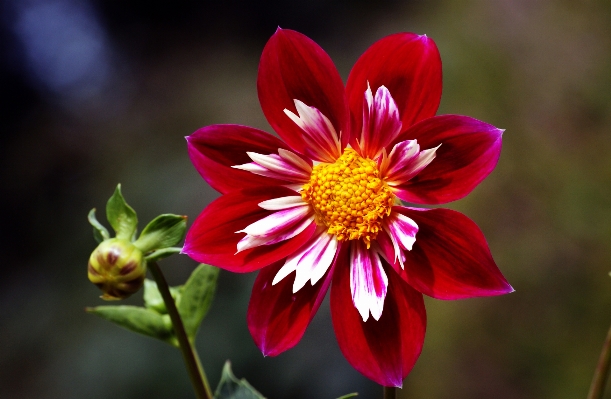 Anlage fotografie blume blütenblatt Foto