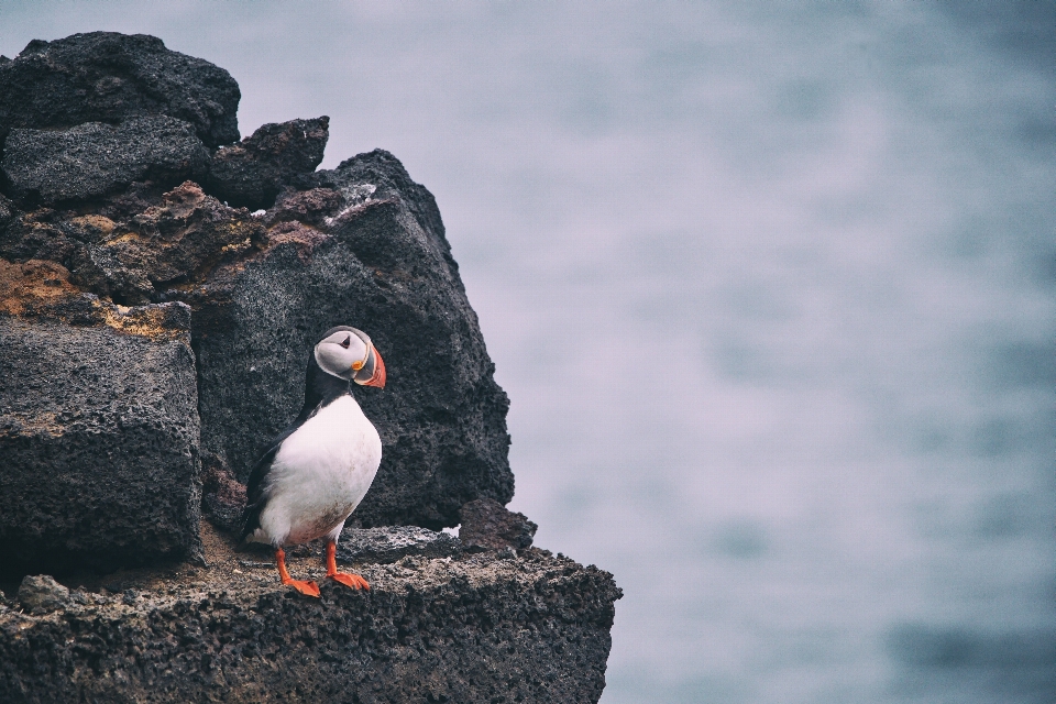 Laut rock burung laut
