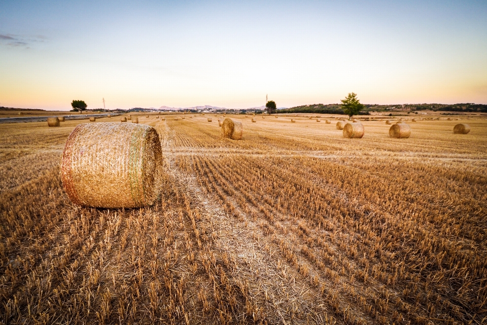 Plant hay field wheat