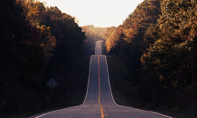 Tree nature light road Photo