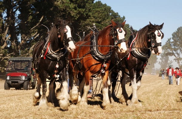 Farming horse stallion horses Photo