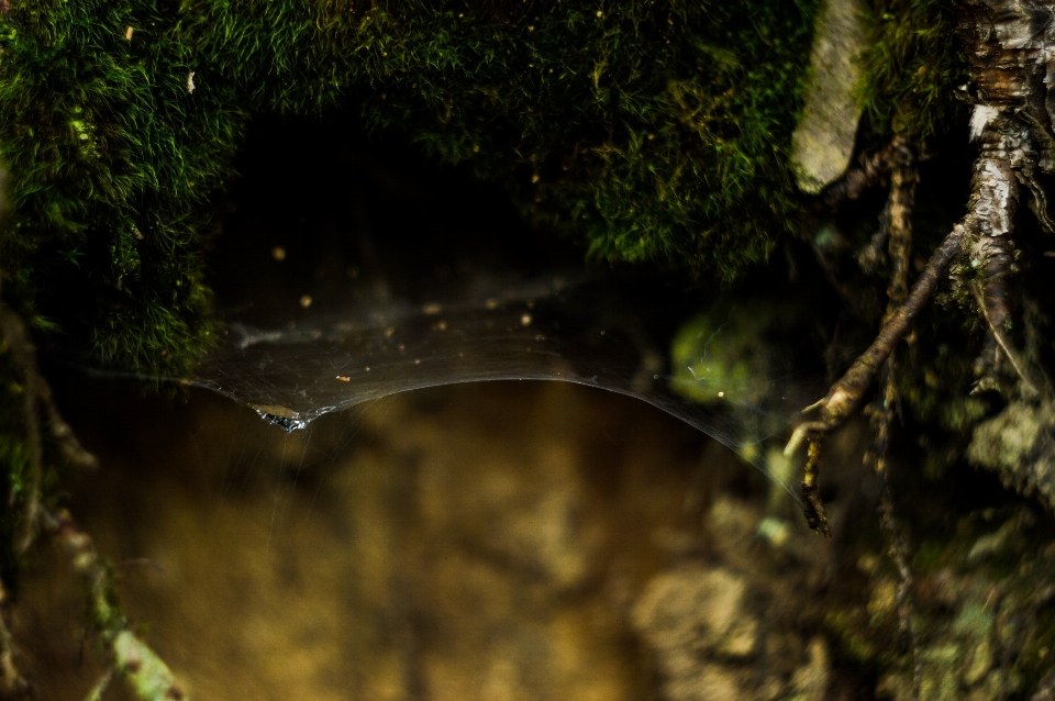 Tree water nature forest