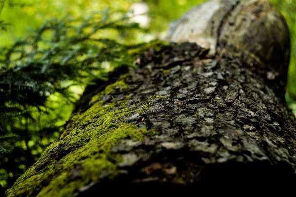 Tree nature forest grass Photo