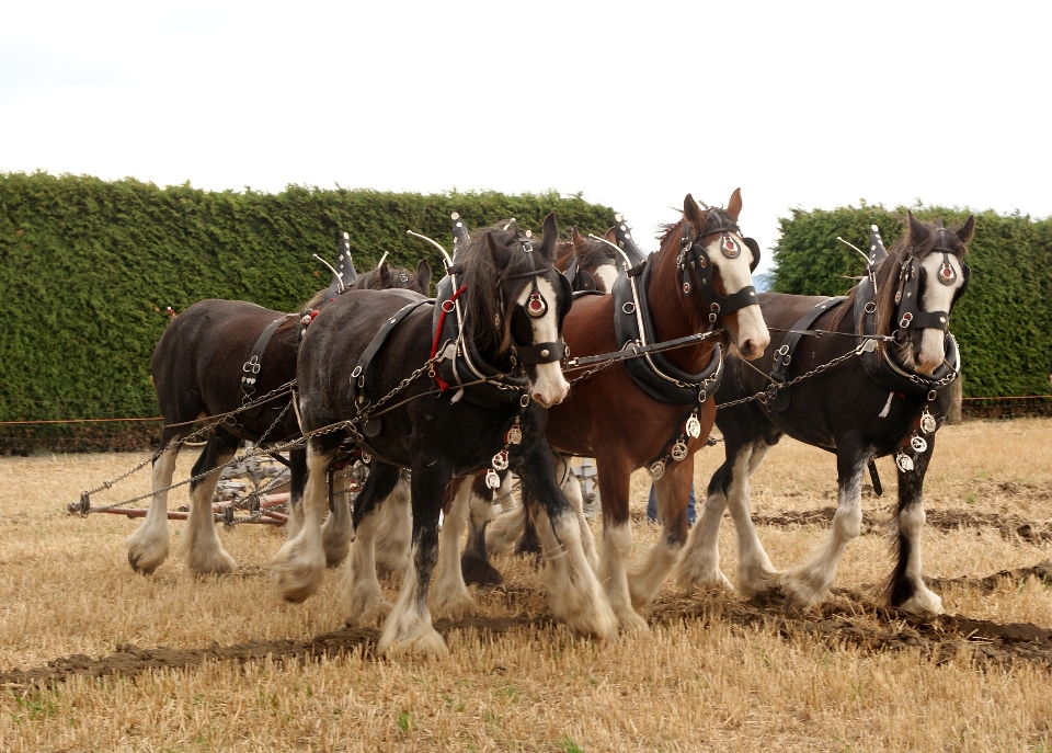 Gregge agricoltura veicolo cavallo