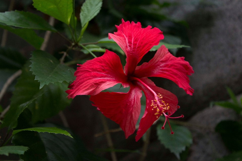 Pianta fiore petalo rosso