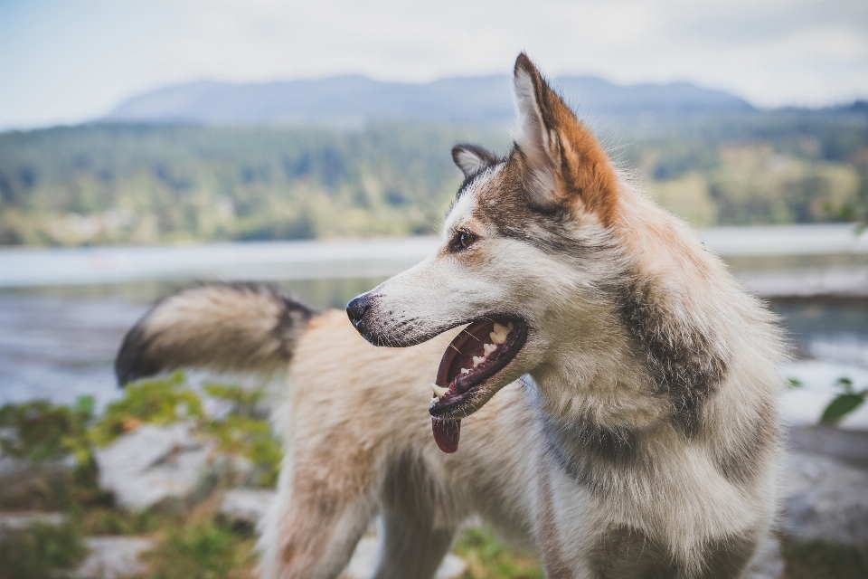 Perro animal canino
 pelo