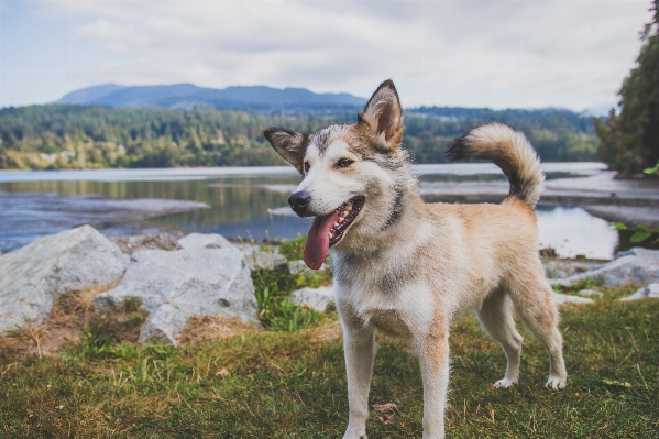 Foto Anjing mamalia serigala bertulang belakang
