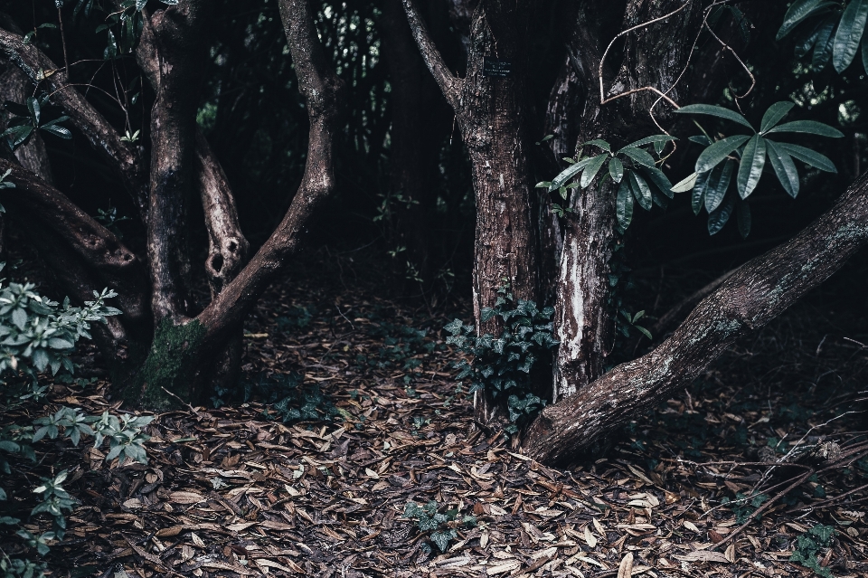 árbol naturaleza bosque rama