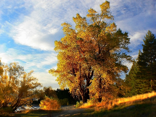 Landscape tree nature forest Photo