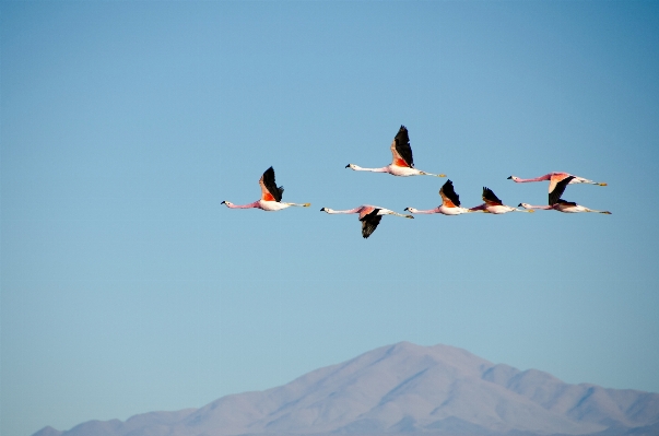 Mountain bird wing sky Photo