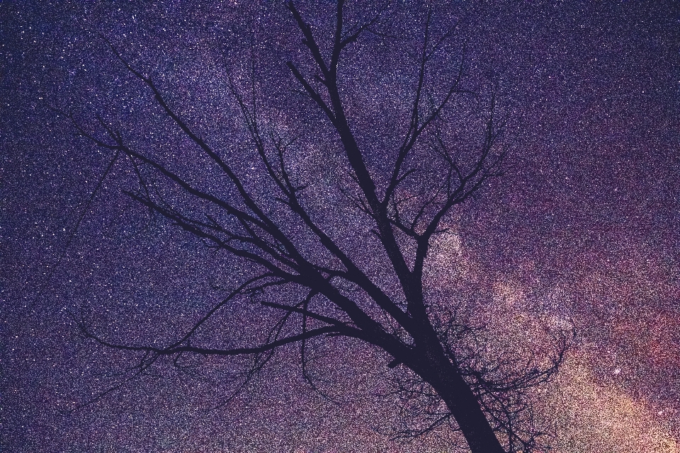 Arbre silhouette ciel nuit