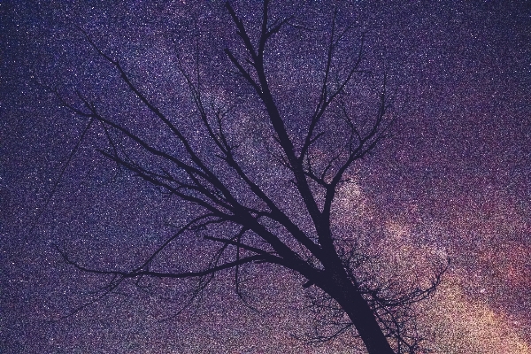 Foto árvore silhueta céu noite