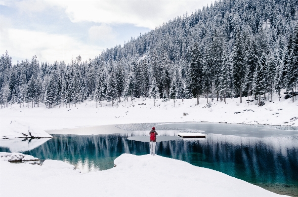 Ağaç orman el değmemiş doğa
 dağ Fotoğraf