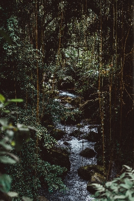 Tree nature forest swamp Photo