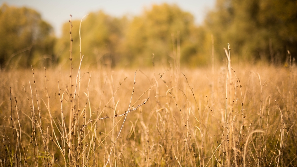 Natur gras anlage feld