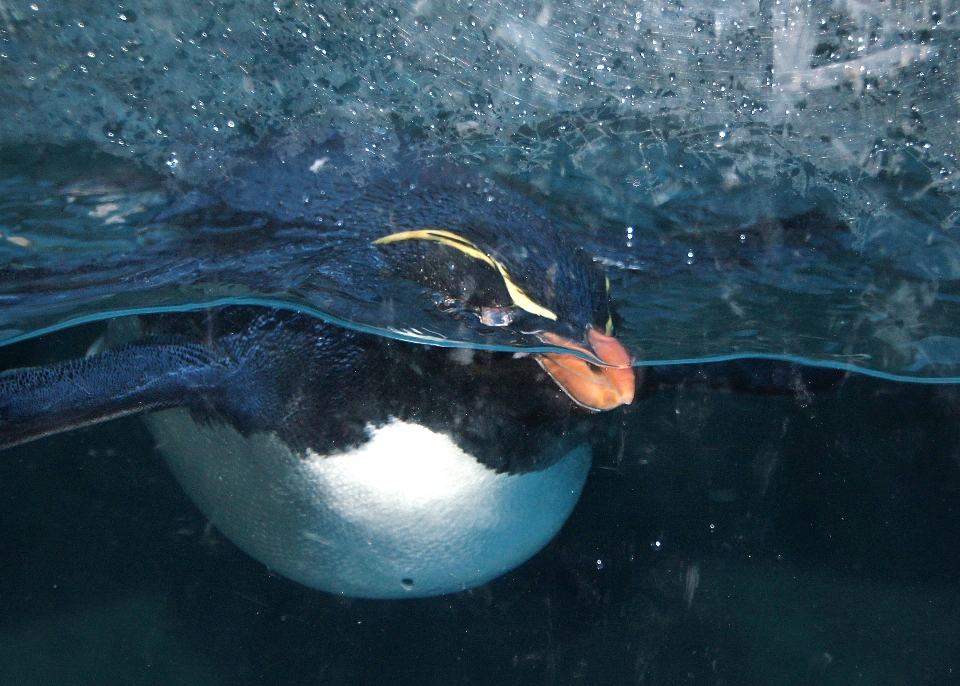 Laut air burung melambai