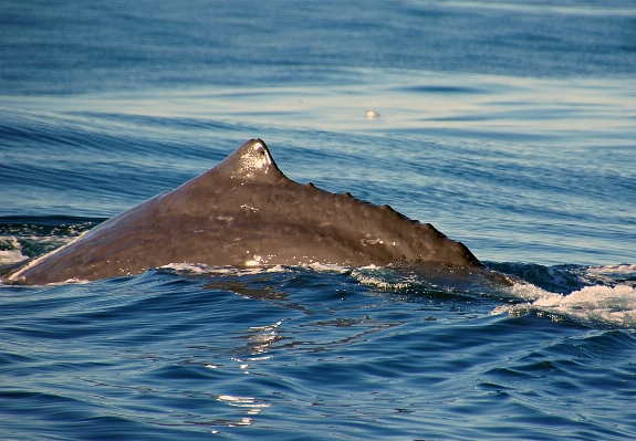 Zdjęcie Morze wybrzeże ocean fala