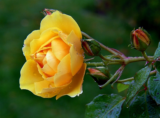 Nature blossom plant photography Photo