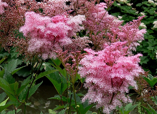 Photo Arbre fleurir usine fleur