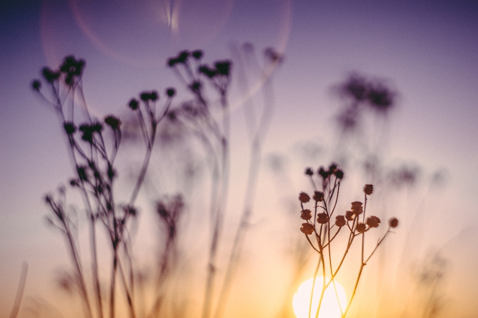 Nature grass branch blossom