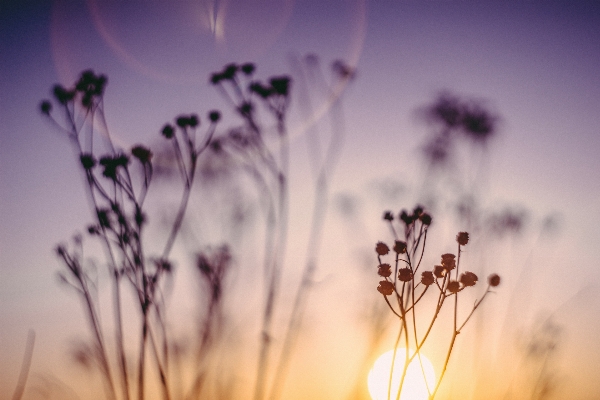 Nature grass branch blossom Photo