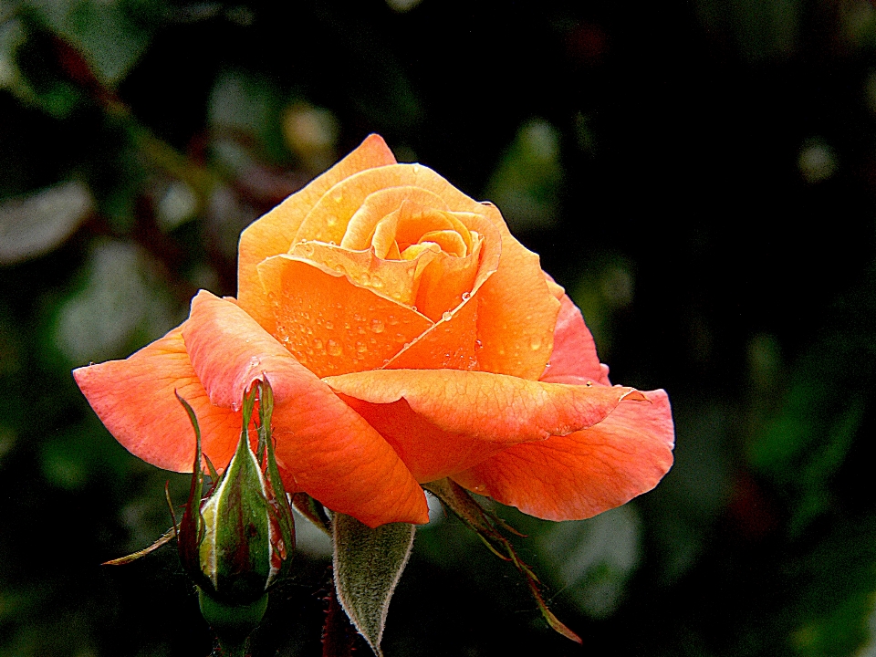 Nature plant leaf flower