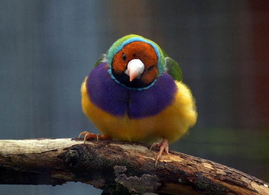 Photo Oiseau faune le bec fauna