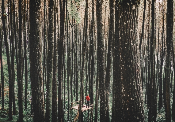 Tree nature forest branch Photo