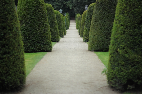 Tree grass plant lawn Photo