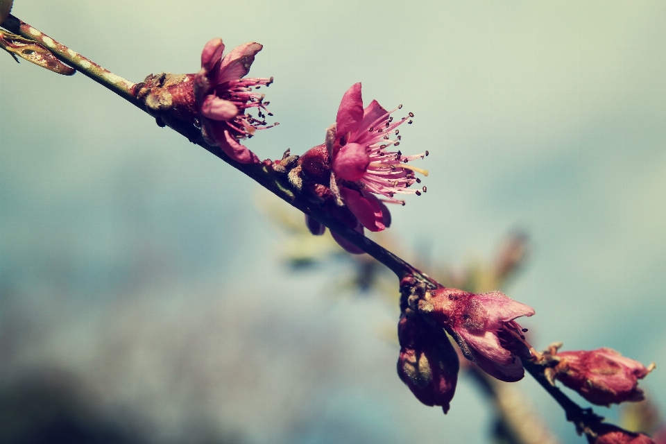 Tree nature branch blossom