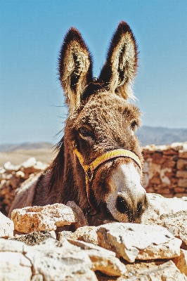 Animal stone wildlife fur Photo