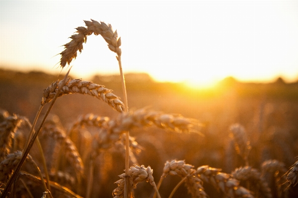 Anlage himmel sonnenuntergang feld Foto