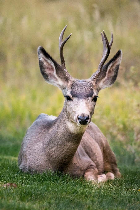 Campo animale animali selvatici cervo