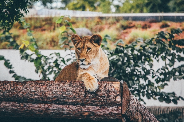 動物 野生動物 猫 哺乳類 写真