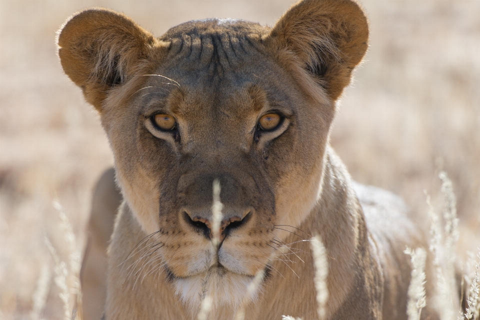 Avventura animali selvatici mammifero criniera
