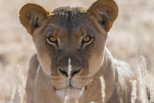 Adventure wildlife mammal mane Photo