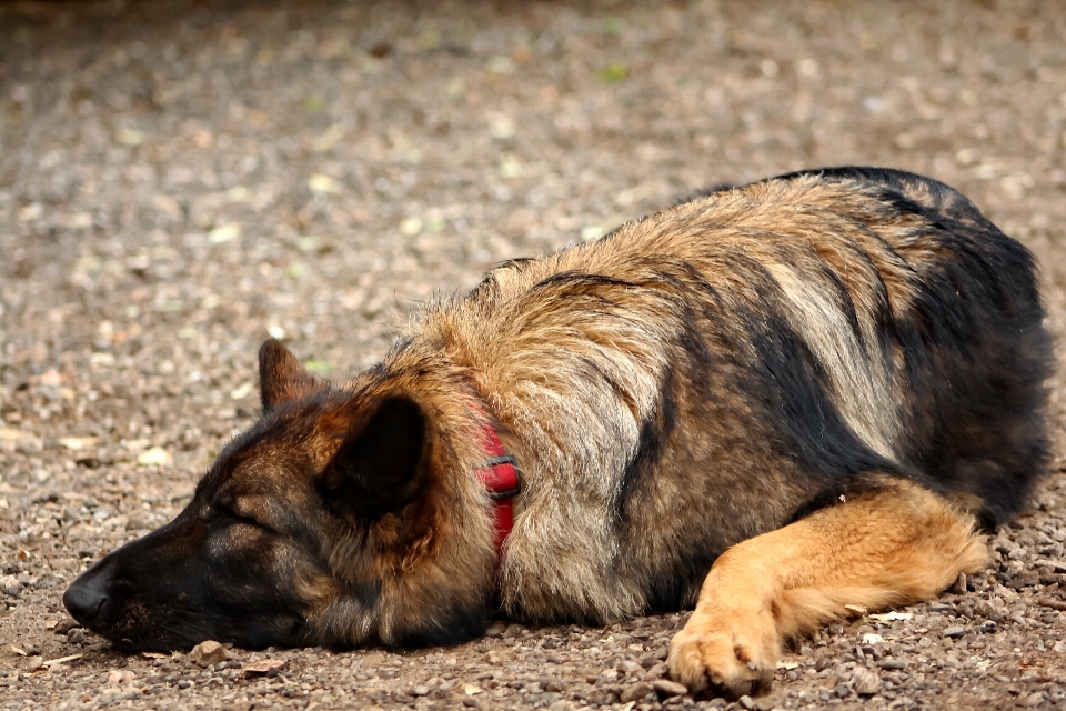 Köpek yavrusu yaban hayatı memeli