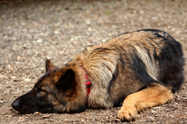 子犬 犬 野生動物 哺乳類 写真