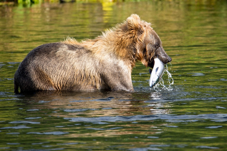 Wildlife mammal fauna brown bear