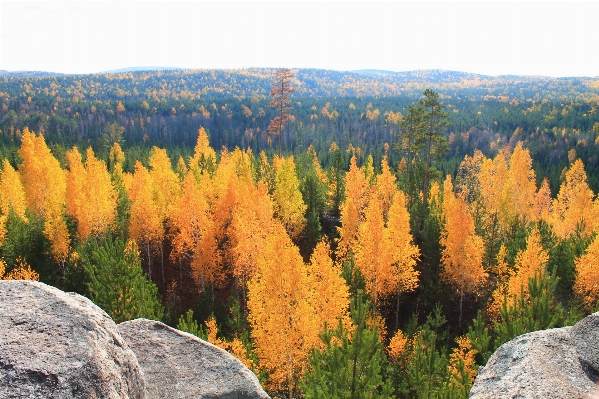 Tree forest wilderness mountain Photo