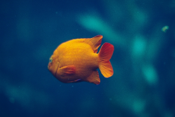 Underwater biology fish reef Photo