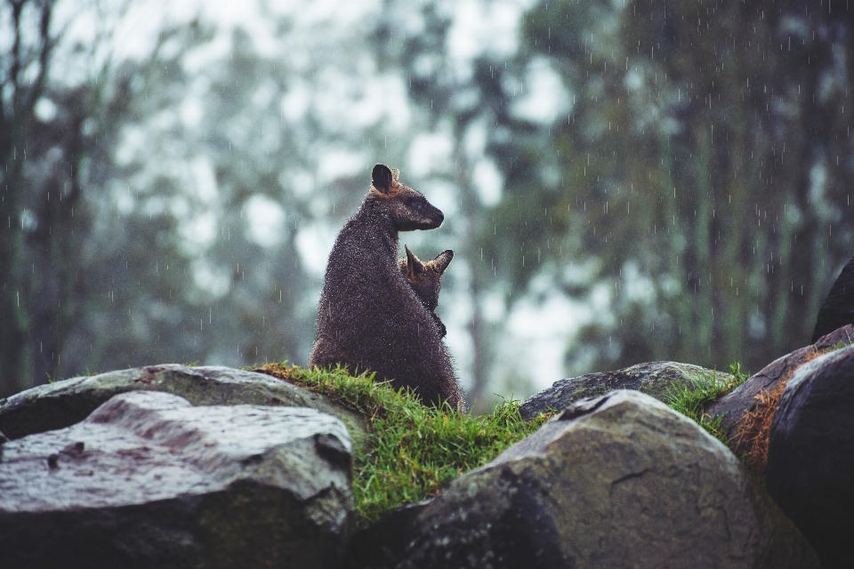 Naturaleza bosque rock lluvia