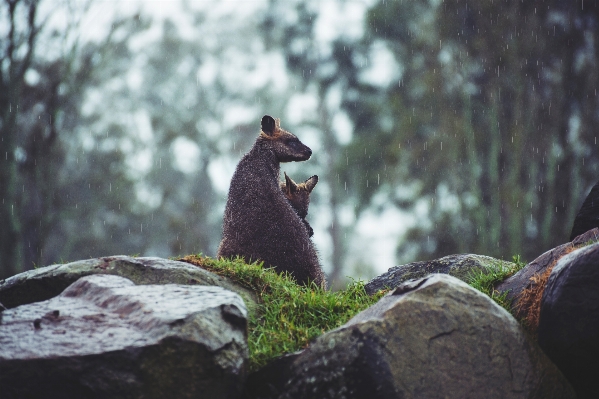 Foto Naturaleza bosque rock lluvia