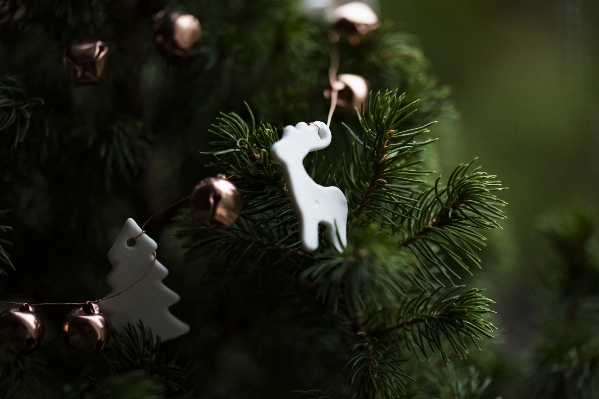 Foto Albero ramo fiore decorazione