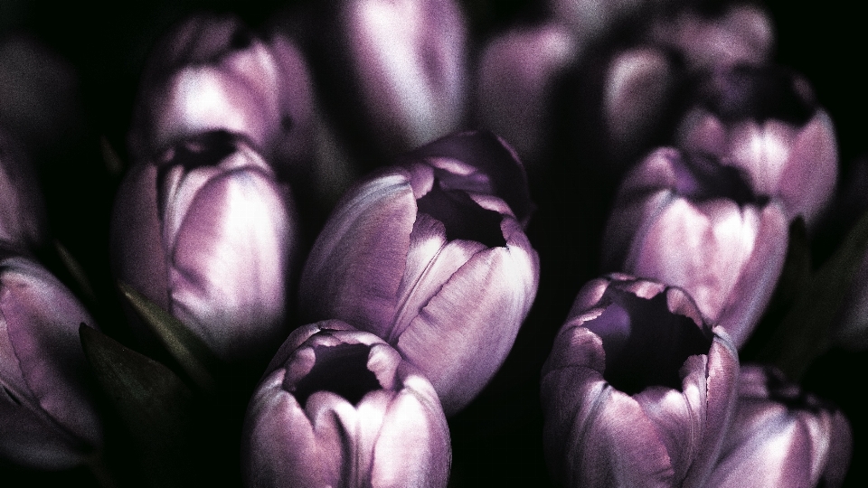 En blanco y negro
 planta fotografía flor