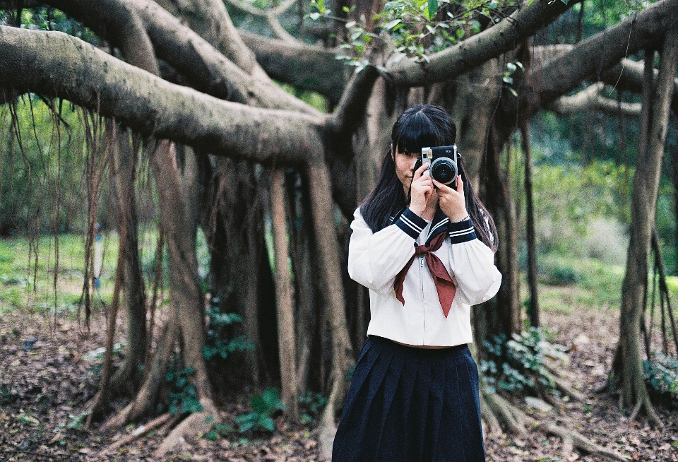 Pohon hutan bokeh
 mengaburkan