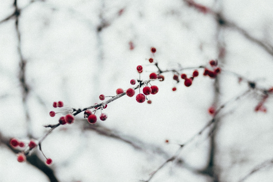 Baum zweig blüte schnee