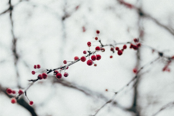 Photo Arbre bifurquer fleurir neige