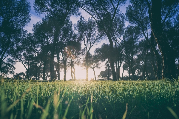 Tree nature forest grass Photo