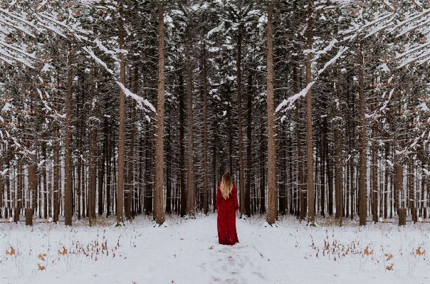 Foto Albero foresta ramo nevicare